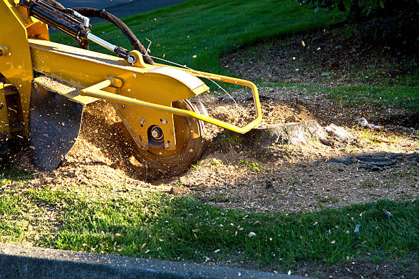 Best Tree Stump Removal  in Fords Prairie, WA